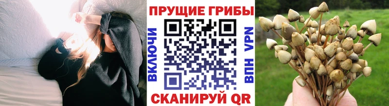 Псилоцибиновые грибы Magic Shrooms  Купить где  Касимов 
